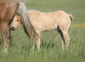 Quarter horse américain, Étalon, Poulain (04/2026), 152 cm, Palomino