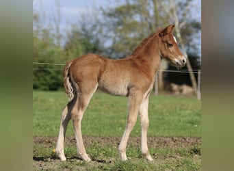 Quarter horse américain, Étalon, Poulain (04/2024), 153 cm, Alezan