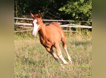 Quarter horse américain, Étalon, Poulain (04/2025), 153 cm, Alezan