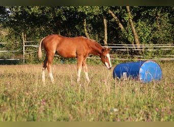 Quarter horse américain, Étalon, Poulain (04/2025), 153 cm, Alezan