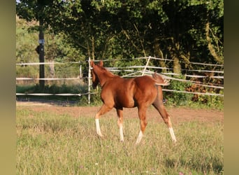 Quarter horse américain, Étalon, Poulain (04/2025), 153 cm, Alezan