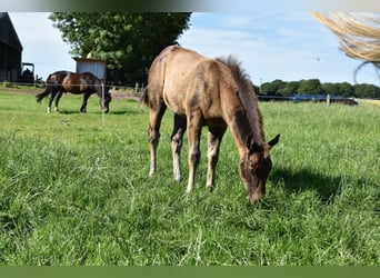 Quarter horse américain, Étalon, Poulain (03/2026), 153 cm, Buckskin