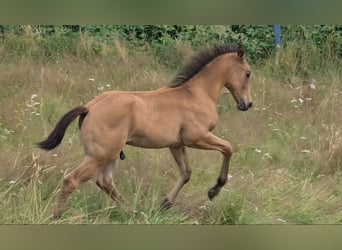 Quarter horse américain, Étalon, Poulain (05/2024), 153 cm, Buckskin