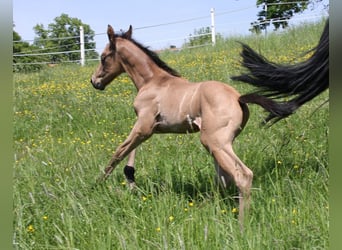 Quarter horse américain, Étalon, Poulain (01/2024), 153 cm, Buckskin