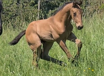 Quarter horse américain, Étalon, Poulain (05/2024), 153 cm, Buckskin