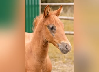 Quarter horse américain, Étalon, Poulain (05/2025), 153 cm