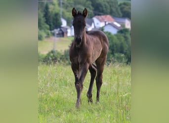 Quarter horse américain, Étalon, Poulain (04/2024), 153 cm, Rouan Bleu