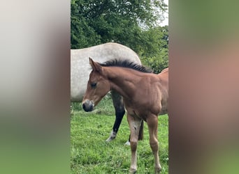 Quarter horse américain, Étalon, Poulain (06/2026), 154 cm, Bai
