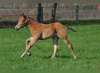 Quarter horse américain, Étalon, Poulain (03/2026), 154 cm, Champagne