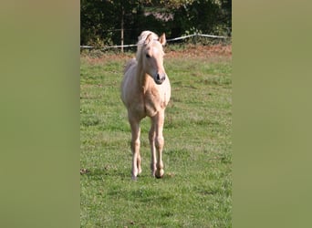 Quarter horse américain, Étalon, Poulain (03/2026), 154 cm, Dunalino