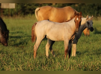 Quarter horse américain, Étalon, Poulain (06/2023), 154 cm, Rouan Rouge