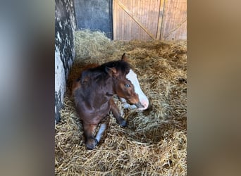 Quarter horse américain, Étalon, Poulain (02/2026), 155 cm, Bai brun