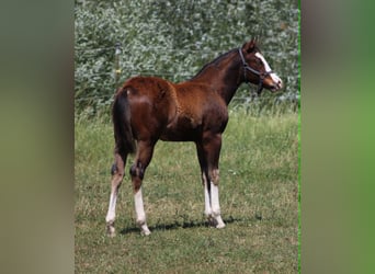 Quarter horse américain, Étalon, Poulain (02/2026), 155 cm, Bai