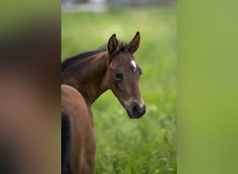 Quarter horse américain, Étalon, Poulain (04/2026), 155 cm, Bai