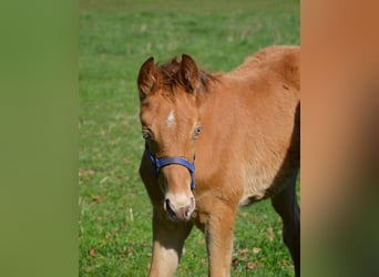 Quarter horse américain, Étalon, Poulain (02/2026), 155 cm, Champagne