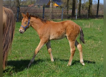 Quarter horse américain, Étalon, Poulain (02/2026), 155 cm, Champagne