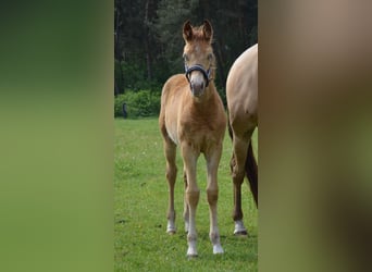 Quarter horse américain, Étalon, Poulain (02/2026), 155 cm, Champagne