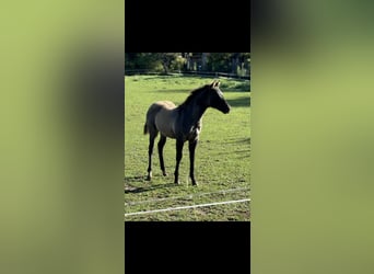 Quarter horse américain, Étalon, Poulain (04/2024), 155 cm, Grullo