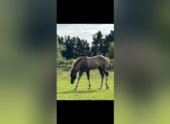 Quarter horse américain, Étalon, Poulain (04/2024), 155 cm, Grullo