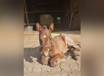 Quarter horse américain, Étalon, , 155 cm, Roan-Bay