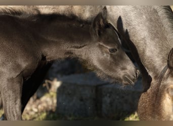 Quarter horse américain, Étalon, , 155 cm, Rouan Bleu