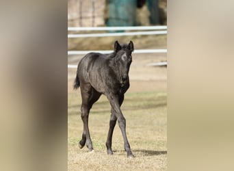 Quarter horse américain, Étalon, , 155 cm, Rouan Bleu