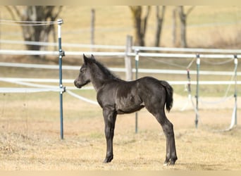 Quarter horse américain, Étalon, , 155 cm, Rouan Bleu