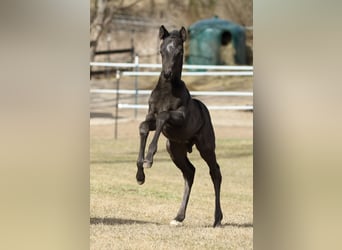 Quarter horse américain, Étalon, , 155 cm, Rouan Bleu