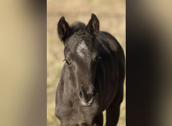 Quarter horse américain, Étalon, , 155 cm, Rouan Bleu