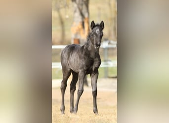 Quarter horse américain, Étalon, , 155 cm, Rouan Bleu