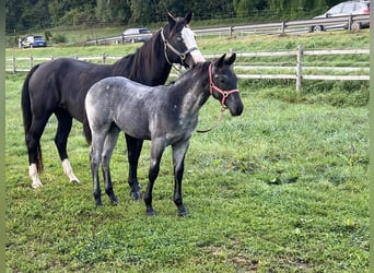 Quarter horse américain, Étalon, , 156 cm, Rouan Bleu