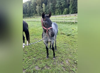 Quarter horse américain, Étalon, Poulain (05/2024), 156 cm, Rouan Bleu