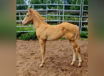Quarter horse américain, Étalon, Poulain (05/2023), 157 cm, Champagne