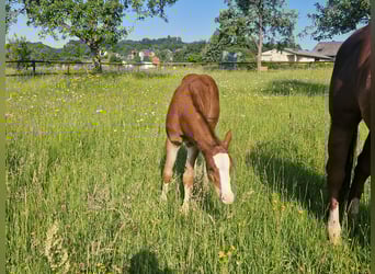 Quarter horse américain, Étalon, , 158 cm, Alezan brûlé