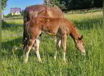 Quarter horse américain, Étalon, , 158 cm, Alezan brûlé
