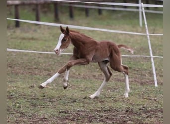 Quarter horse américain, Étalon, , 158 cm, Alezan brûlé