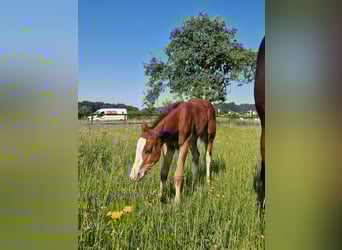 Quarter horse américain, Étalon, , 158 cm, Alezan brûlé