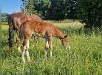 Quarter horse américain, Étalon, , 158 cm, Alezan brûlé