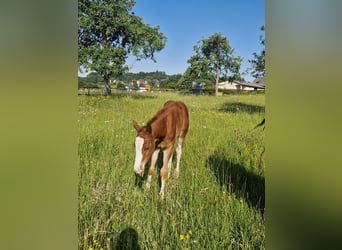 Quarter horse américain, Étalon, , 158 cm, Alezan brûlé