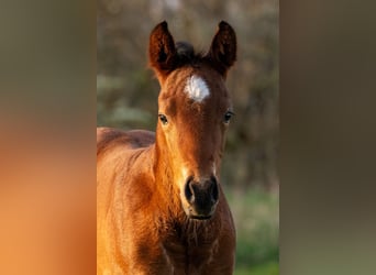 Quarter horse américain, Étalon, , 158 cm, Gris (bai-dun)