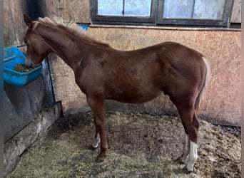 Quarter horse américain, Étalon, Poulain (03/2025), 160 cm, Alezan