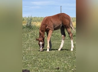 Quarter horse américain, Étalon, Poulain (03/2025), 160 cm, Alezan