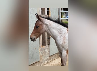 Quarter horse américain, Étalon, Poulain (04/2026), 160 cm, Roan-Bay