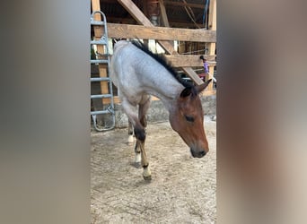 Quarter horse américain, Étalon, Poulain (04/2026), 160 cm, Roan-Bay