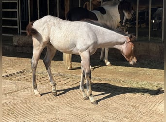 Quarter horse américain, Étalon, Poulain (04/2026), 160 cm, Roan-Bay