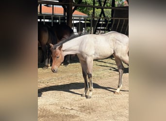 Quarter horse américain, Étalon, Poulain (04/2026), 160 cm, Roan-Bay