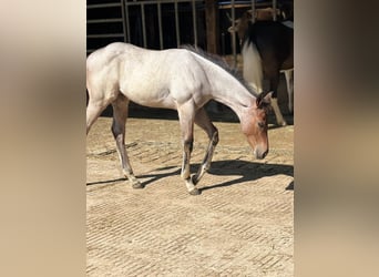 Quarter horse américain, Étalon, Poulain (04/2026), 160 cm, Roan-Bay
