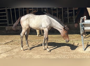 Quarter horse américain, Étalon, Poulain (04/2026), 160 cm, Roan-Bay