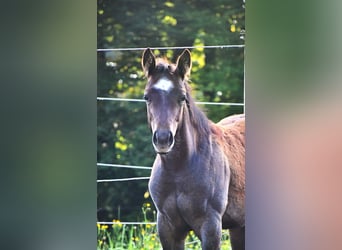 Quarter horse américain, Étalon, Poulain (05/2025), 160 cm, Roan-Bay