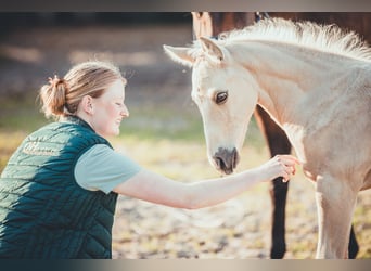 Quarter horse américain, Étalon, Poulain (05/2025), 163 cm, Palomino Quarter horse américain, Étalon, Poulain (05/2025), 163 cm, Palomino